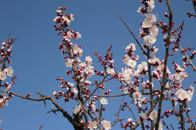 ファイル ume9-11.jpg